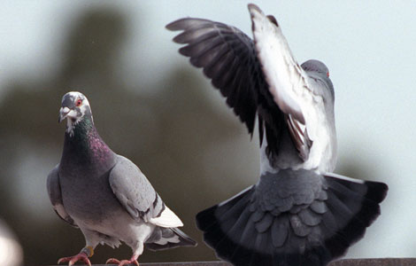 American Racing Pigeon Union Part 1