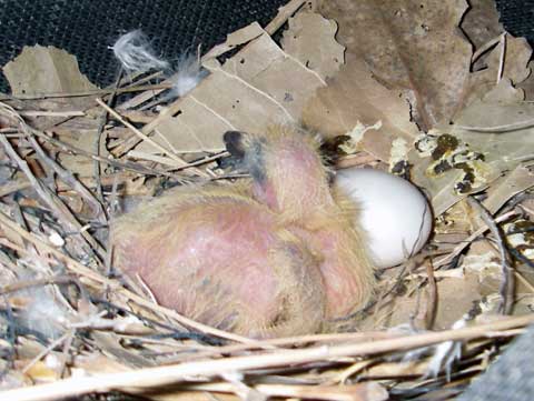 Young Birds Dying In The Nest Early Winning Pigeon Racing And Racing Pigeons Strategies Pigeon Insider