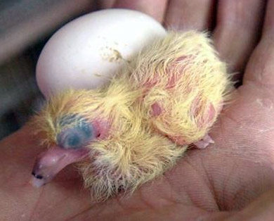 Difficulties with racing pigeon Eggs and Babies