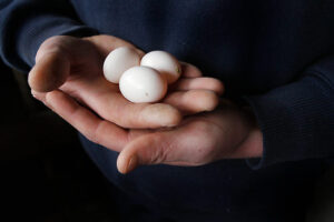 https://static.pigeonracingpigeon.com/wp-content/uploads/2009/11/pigeon-eggs-300x200.jpg