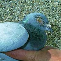 Pigeon Ornithosis