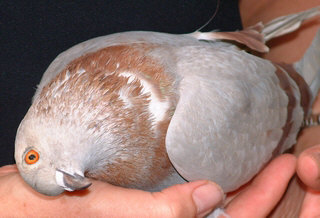 Pigeon Disease - PMV Pigeon Paramyxovirus