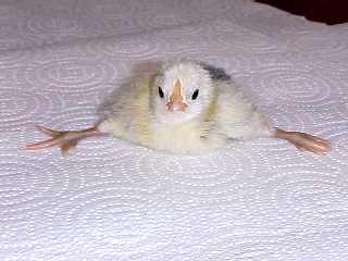 Treating Pigeons with Spraddle Legs