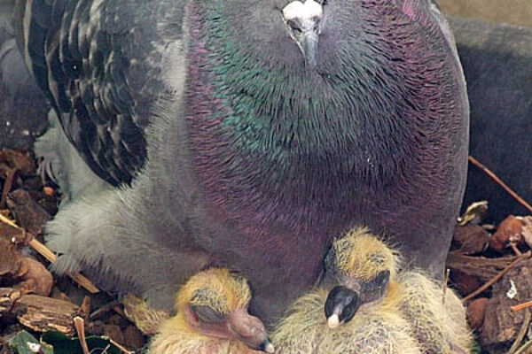 Pigeon Breeding – Correct Line Breeding, Fixing Champion Blood