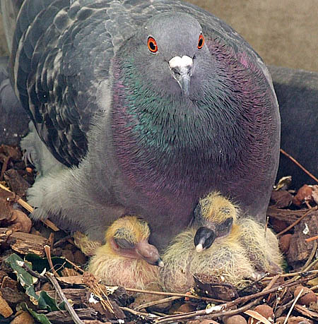 Pigeon Breeding - Correct Line Breeding, Fixing Champion Blood