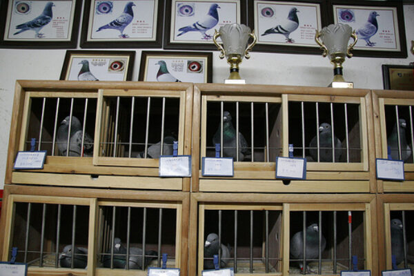 Pigeon Buying Guide Part 3