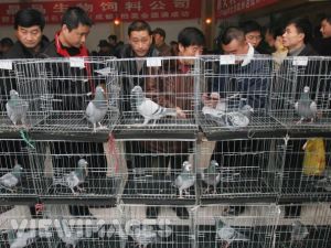 Pigeon Buying Guide Part 1