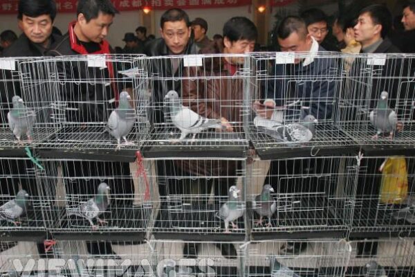 Pigeon Buying Guide Part 1