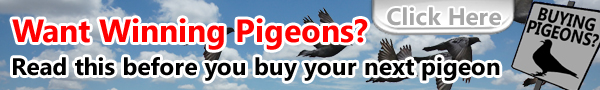 Buyer Beware! read this before you buy another pigeon. Click here
