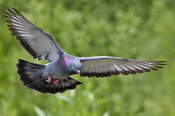 Pigeon Racing and Nutrition of the Muscle Part 1