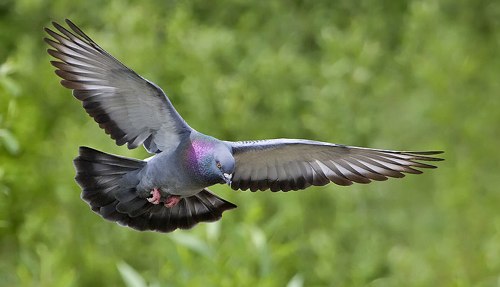Pigeon Racing and Muscle Nutrition