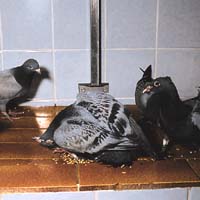 Paramyxovirus in racing pigeons