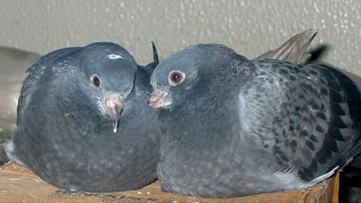 Selecting a Quality Breeding Pair | Winning Pigeon Racing and Racing ...