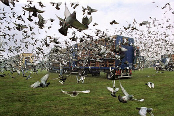 Pigeon Racing and Nutrition of the Muscle Part 4