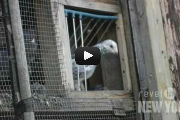 Meet The Pigeon Lady