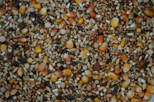 pigeon food grains