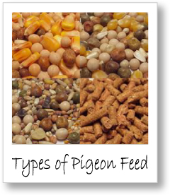 types of racing pigeon feed