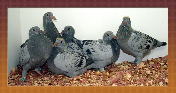 22 Racing Pigeon Traps ideas  racing pigeons, pigeon, pigeon loft