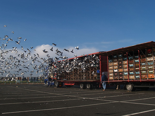 Pigeon Loft - Healthy Pigeons Win Races