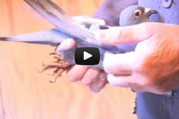 *Video* Evaluating Pigeons