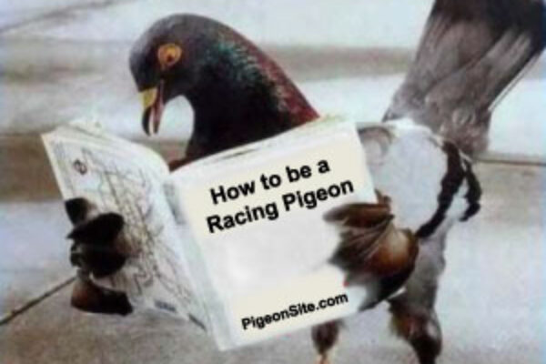 “Racing Pigeon School”