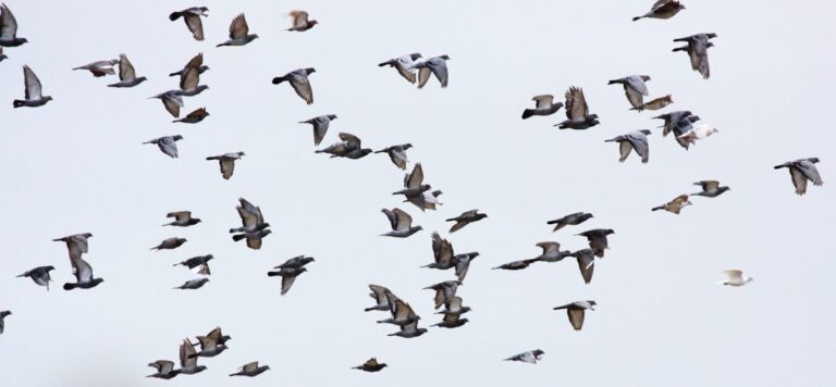 “Racing Pigeon School” Continued | Winning Pigeon Racing and Racing ...