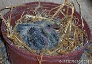 12 Day Old Baby Racing Pigeon