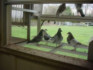 Young Pigeons, Settling Your Youngsters