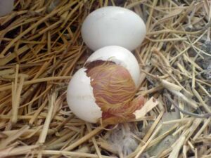 Pigeon Hatching