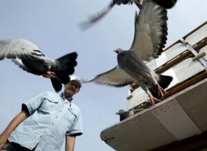 Training Your Pigeons