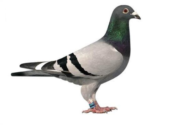 Recognition Of Physical Attributes of Racing Pigeons