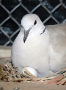 Pigeon Egg Incubation