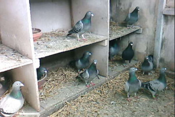 Buying Pigeons? Do Your Homework (part 2)