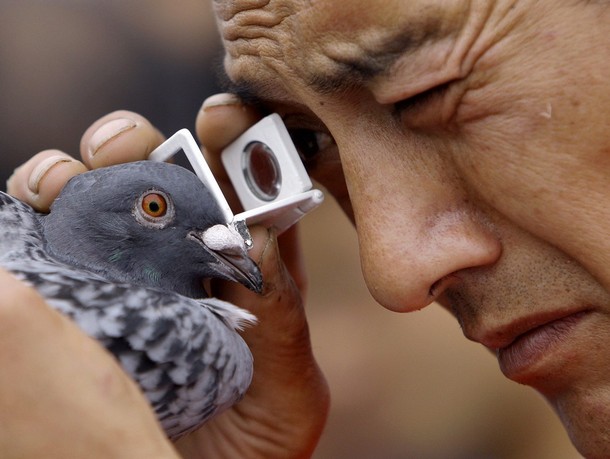 racing pigeons eye signs pairing