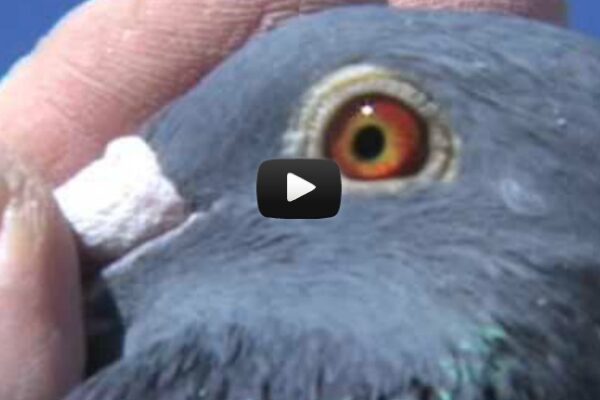 *Video* Evaluating EyeSign in Pigeons
