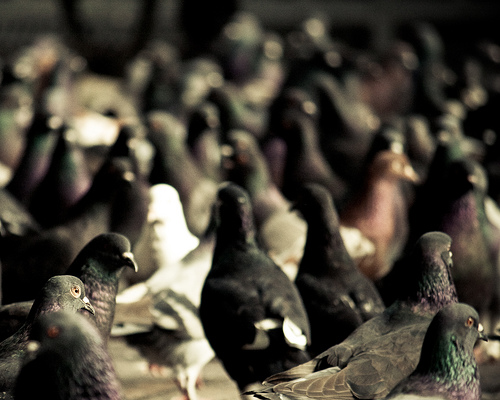 Pigeon Racing Secret #2: Quality Over Quantity