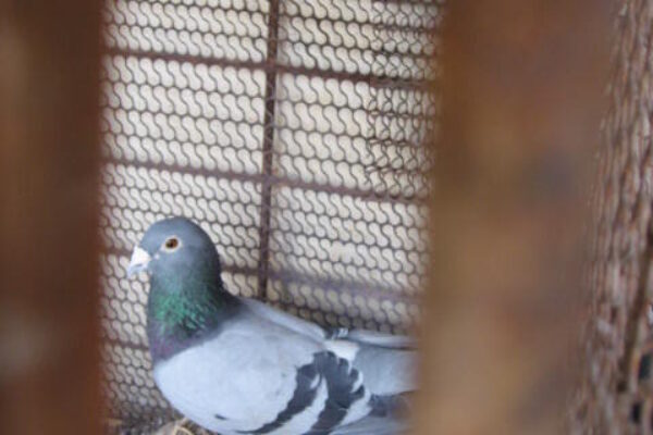 Pigeon Fostering