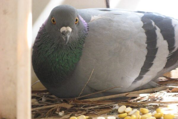Tricks for Pigeon Foster Parenting