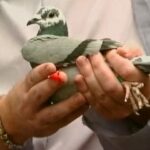 Healthy Pigeons Win Races Part 4 "A Realistic Health Program"