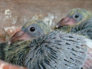 Racing Pigeon Babies