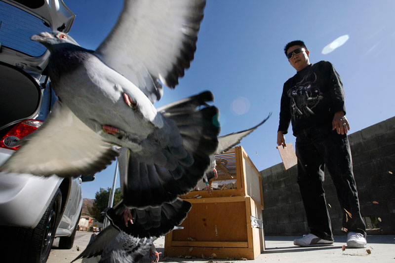 Road Training and Racing Pigeons - Feed and Medication Program for Young Birds in Training