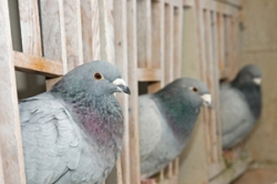 Building Consistency in Racing Pigeons - Conclusion