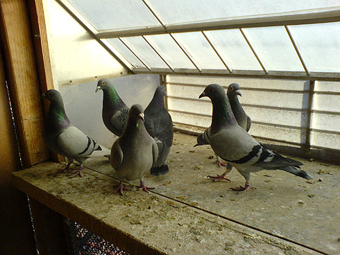 Feeding Pigeons During Weaning- Feed & Medication Program For Young Birds in Training