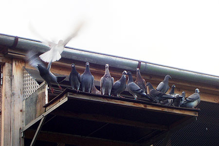 Settling and Loft Flying Pigeons - Feed & Medication Program For Young Birds In Training