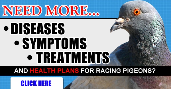 Pigeon Disease The Eight Most Common Health Problems In Pigeons Winning Pigeon Racing And Racing Pigeons Strategies Pigeon Insider