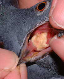 Pigeon Diseases - Canker