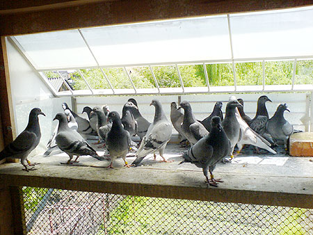 Pigeon Young Birds