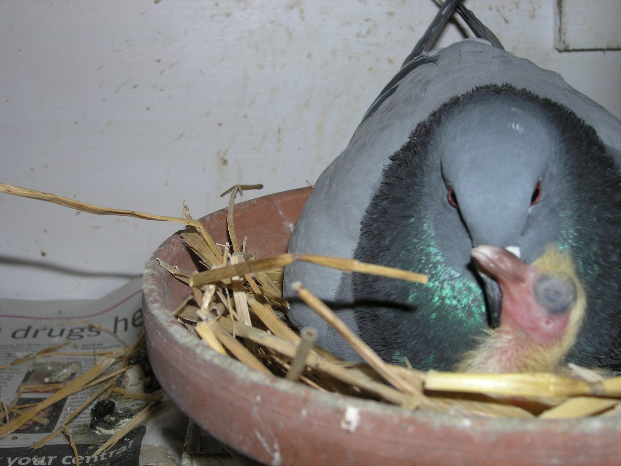 Pigeon Breeding