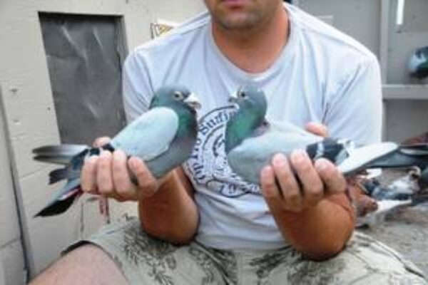 How to Pair Your Pigeon Breeders—Part 1