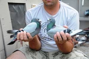 How do you pair your pigeon breeders part 1